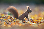  Red squirrel, Sciurus vulgaris, adult animal in foliage, autumn, Schleswig-Holstein, Germany 