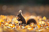  Red squirrel, Sciurus vulgaris, adult animal in foliage, autumn, Schleswig-Holstein, Germany 