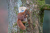  Red squirrel, Sciurus vulgaris, adult animal at feeding station, autumn, Schleswig-Holstein, Germany 