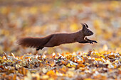  Red squirrel, Sciurus vulgaris, adult animal jumping, autumn, Schleswig-Holstein, Germany 