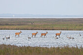 Rotwild, Cervus elaphus, Rothirsche und rastende Kraniche, Grus grus, im flachen Wasser der Ostsee, Nationalpark Vorpommersche Boddenlandschaft, Mecklenburg-Vorpommern, Deutschland