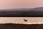  Red deer, Cervus elaphus, red deer on the Baltic coast, Western Pomerania Lagoon Area National Park, Mecklenburg-Western Pomerania, Germany 