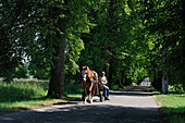 plow horse in the alley to Vihula Manor Country Club,Lahemaa National Park,estonia,northern europe