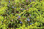 lowbush blueberry,Vaccinium angustifolium,Bic National Park, Quebec province,Canada,North America