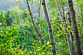 birch trees,around Tadoussac,Province of Quebec,Canada,North America