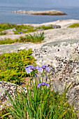 Saguenay river shore around Tadoussac,Cote-Nord region,Province of Quebec,Canada,North America