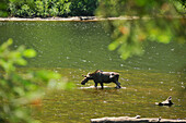 Elch oder Kanadischer Wapiti im Jacques-Cartier-Fluss, Jacques-Cartier-Nationalpark, Provinz Quebec, Kanada, Nordamerika