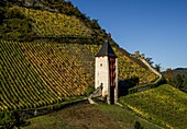  Post tower and city wall in the vineyards, Bacharach, Upper Middle Rhine Valley, Rhineland-Palatinate, Germany 