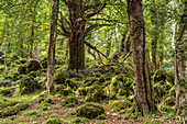 Die Foresta Umbra, alter Buchenwald und Teil des Gargano-Nationalparks, Gargano, Apulien, Italien, Europa