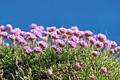  Sea thrush, Armeria maritima, flowering carnations, Nordurland eystra, Iceland 