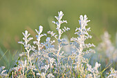  Sea sagebrush, Artemisia maritima, Wadden Sea National Park, Schleswig-Holstein, Germany 