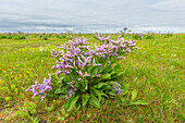  Sea lavender, Statice, Limonium vulgarte, flowering plant, Wadden Sea National Park, Germany 