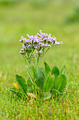  Sea lavender, Statice, Limonium vulgarte, flowering plant, Wadden Sea National Park, Germany 