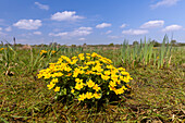  Marsh marigold, Caltha palustris, blooming, Mecklenburg-Western Pomerania, Germany 