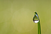  dewdrop, blade of grass, Schleswig-Holstein, Germany 