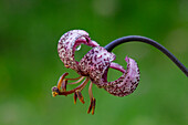  Turk&#39;s cap lily, Lilium martagon, flowers, Hohe Tauern National Park, Carinthia, Austria 