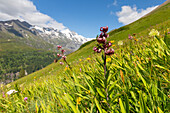  Turk&#39;s cap lily, Lilium martagon, lily on a flower meadow in front of the Grossglockner mountain, Hohe Tauern National Park, Carinthia, Austria 