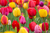  Tulip, Tulipa spec., colorful tulip bed, spring, Schleswig-Holstein, Germany 