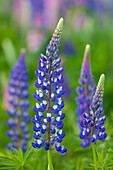  Multi-leaved lupine, Lupinus polyphyllus, flowering, Vaermland, Sweden 