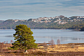  Scots pine, Pinus sylvestris, old pine at Loch Beinn a&#39; Mheadhoin, Glen Affric, Highlands, Scotland, Great Britain 