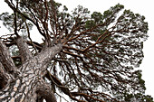  Scots pine, Pinus sylvestris, old pine, Cairngorms, Highlands, Scotland, Great Britain 