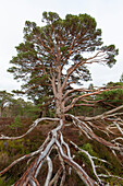  Scots pine, Pinus sylvestris, old pine, Cairngorms, Highlands, Scotland, Great Britain 