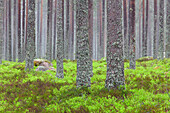  Scots pine, Pinus sylvestris, pine trunks, summer, Dalarna, Sweden 