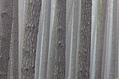  Scots pine, Pinus sylvestris, pine trunks in the fog, autumn, Mueritz National Park, Mecklenburg-Vorpommern, Germany 