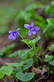  Wild violet, Viola reichenbachiana, flower, spring, Mecklenburg-Western Pomerania, Germany 