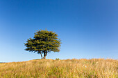  Hawthorn, Crataegus monogyna, solitary tree, summer, Scania Province, Sweden 