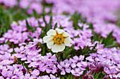 Weiße Silberwurz, Dryas octopetala und Stengelloses Leimkraut, Silene acaulis, blühend, Spitzbergen, Norwegen