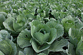  White cabbage, Brassica oleracea var. capitala f. alba, head of cabbage, Dithmarschen, Schleswig-Holstein, Germany 