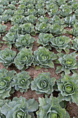  White cabbage, Brassica oleracea var. capitala f. alba, head of cabbage, Dithmarschen, Schleswig-Holstein, Germany 