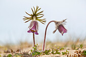  Meadow Pasqueflower, Meadow Pasqueflower, Pulsatilla pratensis, flowering, Mecklenburg-Western Pomerania, Germany 