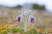  Meadow Pasqueflower, Meadow Pasqueflower, Pulsatilla pratensis, flowering, Mecklenburg-Western Pomerania, Germany 