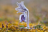  Meadow Pasqueflower, Meadow Pasqueflower, Pulsatilla pratensis, flowering, Mecklenburg-Western Pomerania, Germany 