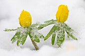  Winter aconite, Eranthis hyemalis, flowering plant in the snow, Schleswig-Holstein, Germany 