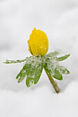  Winter aconite, Eranthis hyemalis, flowering plant in the snow, Schleswig-Holstein, Germany 