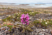 Wolliges Läusekraut, Pedicularis lanata, blühend, Spitzbergen, Norwegen