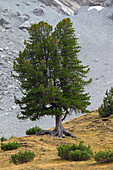  Swiss stone pine, Pinus cembra, Graubünden, Switzerland 