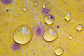  Trembling aspen, Populus tremula, poplar, water drop on a leaf, Dalarna, Sweden 