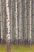  Trembling aspen, Populus tremula, tree trunks, Banff National Park, Alberta, Canada 