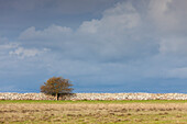  Two-stemmed hawthorn, Crataegus laevigata, lonely tree, autumn, Oeland, Sweden 