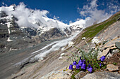  Dwarf bellflower, Campanula cochlearifolia, blooming, Hohe Tauern National Park, Carinthia, Austria 