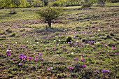  European dwarf iris, dwarf iris, Iris pumila, yellow and violet flowers, Burgenland, Austria 