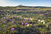  European dwarf iris, dwarf iris, Iris pumila, yellow and violet flowers, Burgenland, Austria 