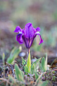  European dwarf iris, dwarf iris, Iris pumila, violet flower, Burgenland, Austria 