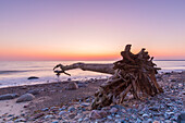 Toter Baum zum Sonnenaufgang am Brodtener Steilufer an der Ostsee, Schleswig-Holstein, Deutschland