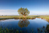  White willow, Salix alba, willow with mirror image, spring, Lower Saxony, Germany 