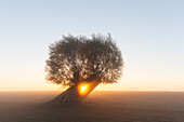  White willow, Salix alba, willow at sunrise, Lower Saxony, Germany 